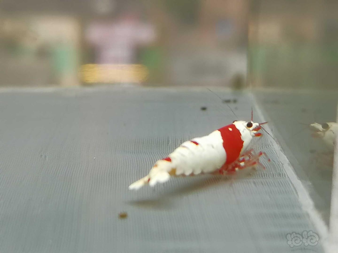 【虾】2020-07-21#RMB拍卖#红白纯血水晶虾一份2只-图6