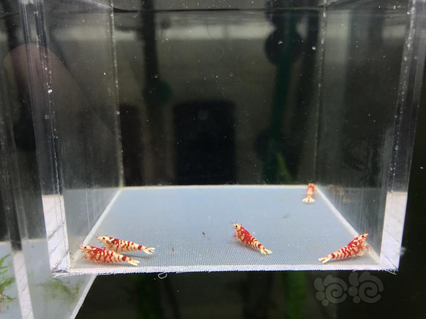 【虾】2020-07-07#RMB拍卖太极红花虎1公4母-图5
