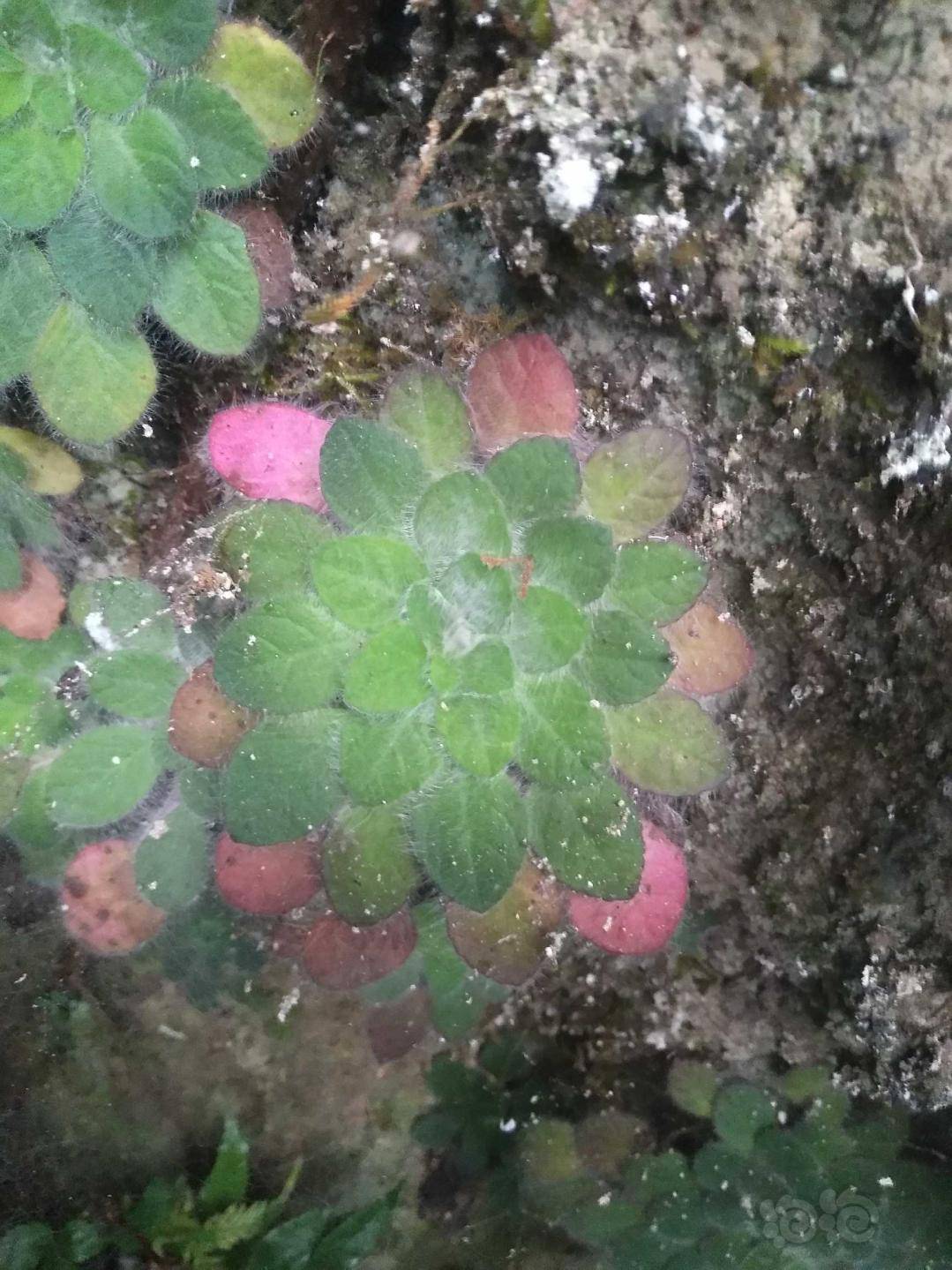 雨林石蝴蝶苦苣苔