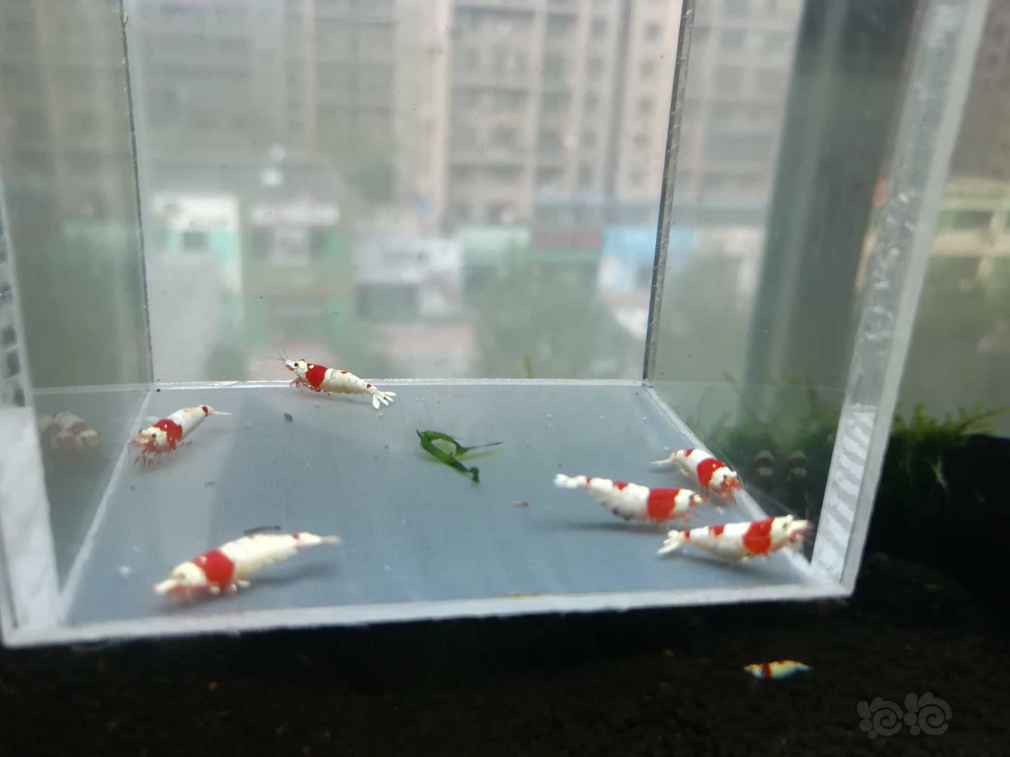 【虾】2020-07-30#RMB拍卖#红白纯血水晶虾一份6只-图6