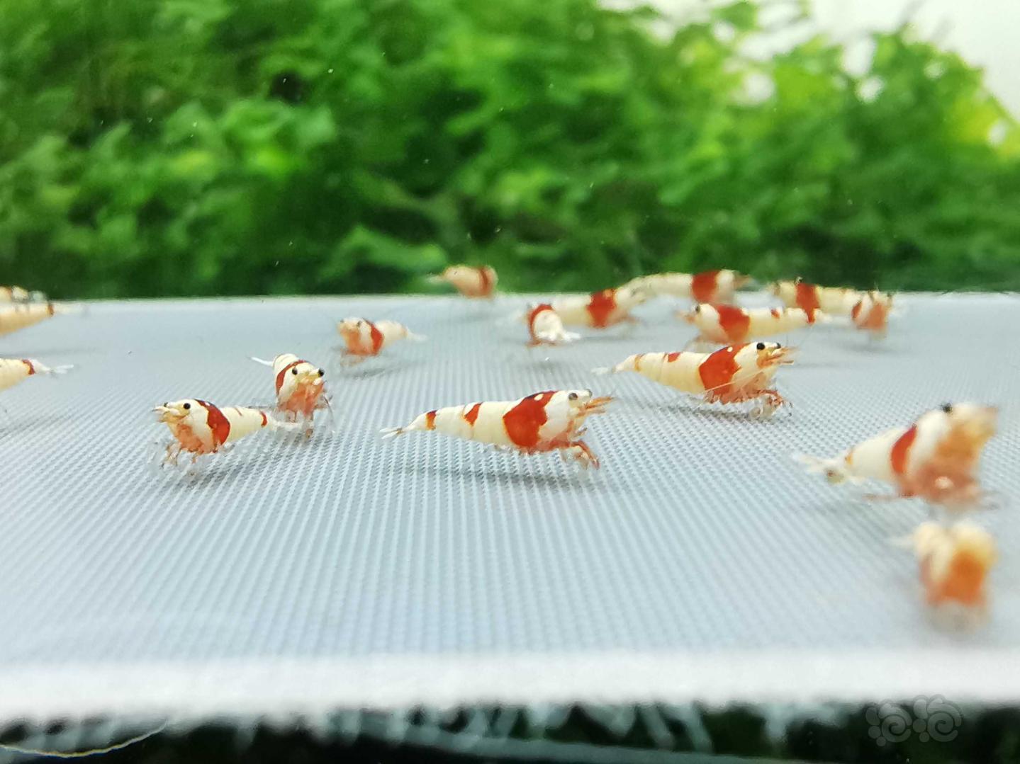 【虾】2020-07-10#RMB拍卖红白纯血丸禁30只-图2