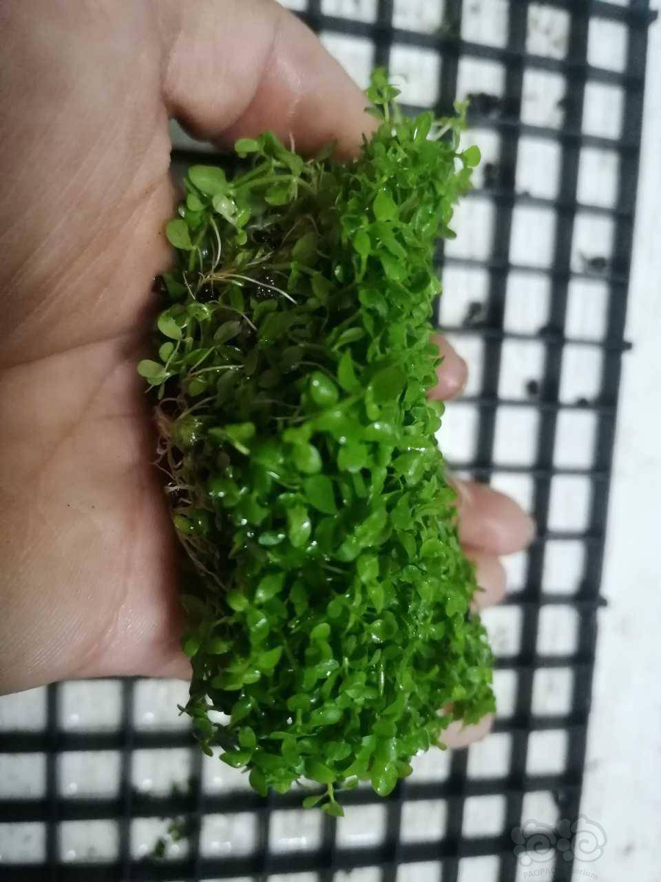 爬地矮珍珠水下叶直径8公分