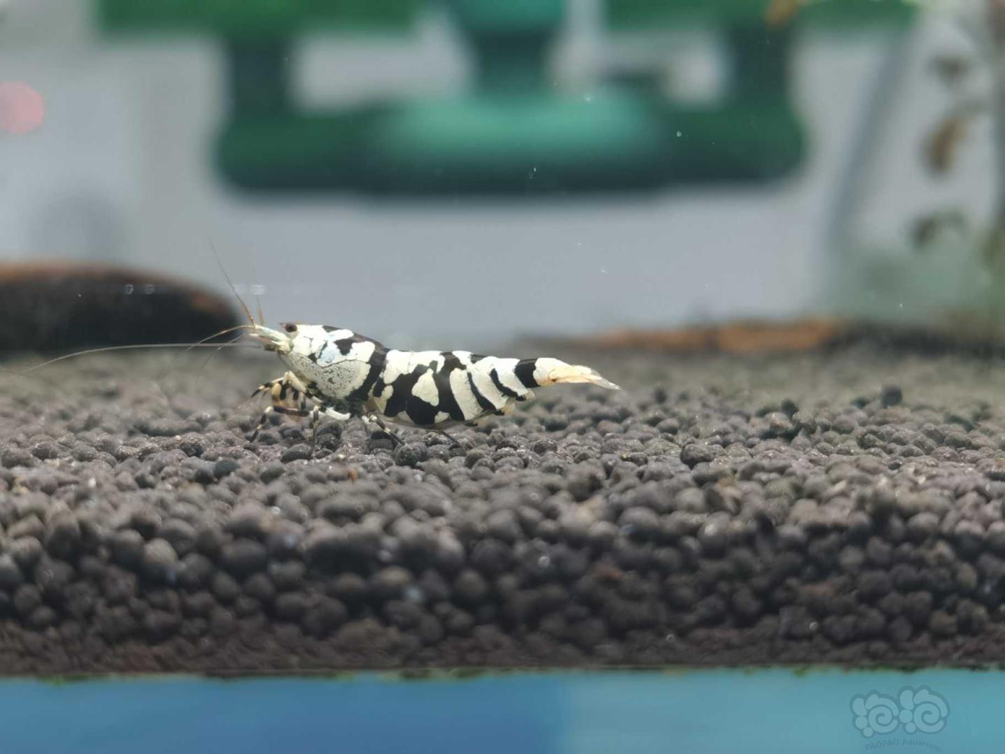 【虾】2020-07-06#RMB拍卖黑花种母虾1个-03-图1
