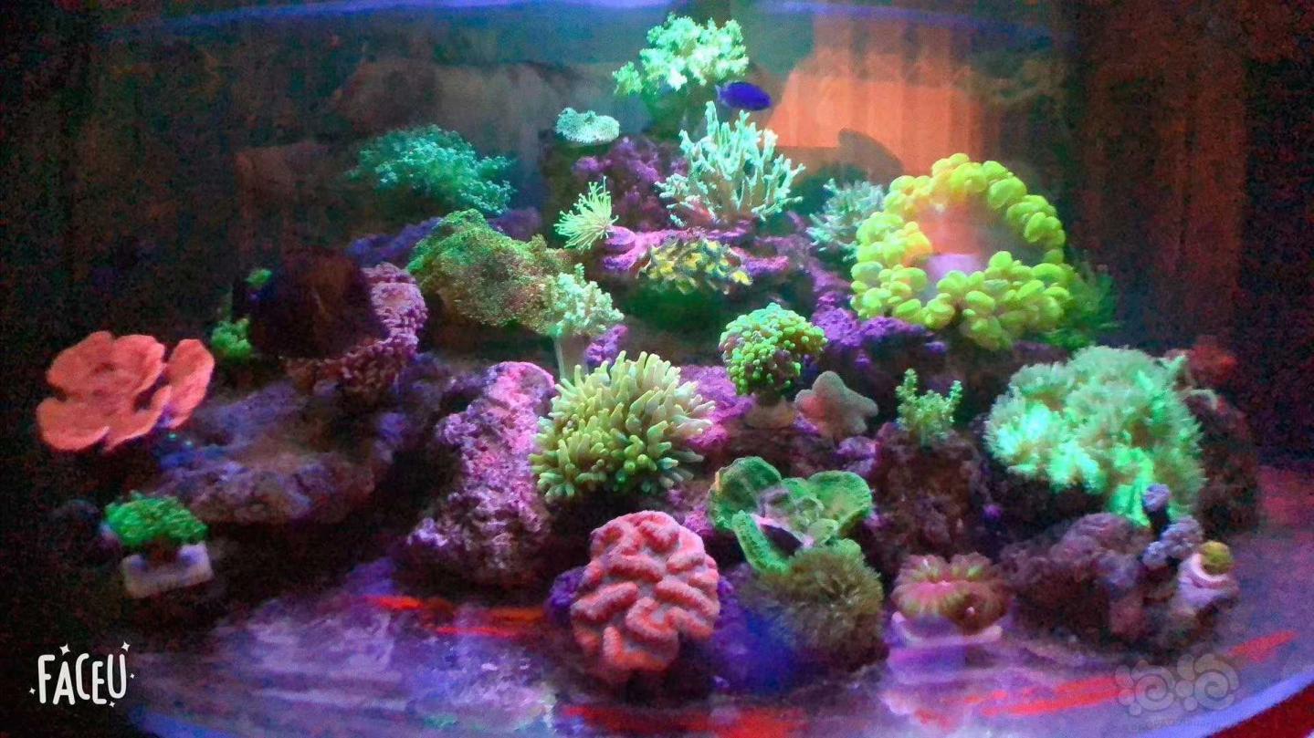 如何让珊瑚长得更好，海水中去除磷酸盐的办法-图1