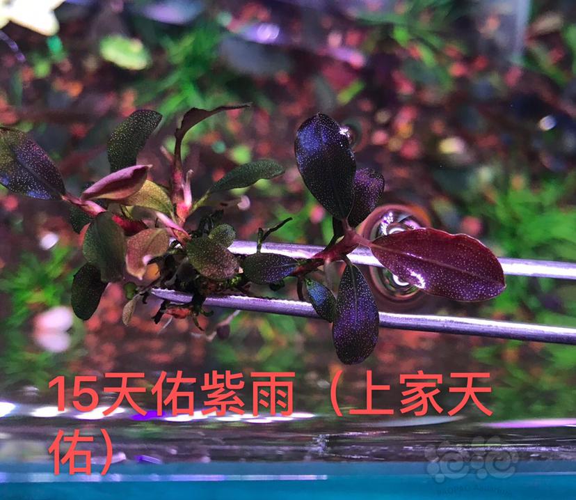 【辣椒榕】上海福利价出一份老货辣椒-图9