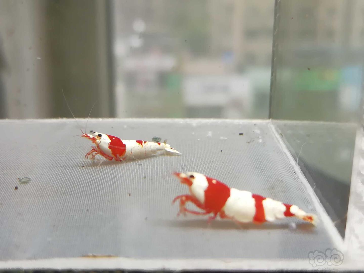 【虾】2020-07-29#RMB拍卖#红白纯血水晶虾一份2只-图2