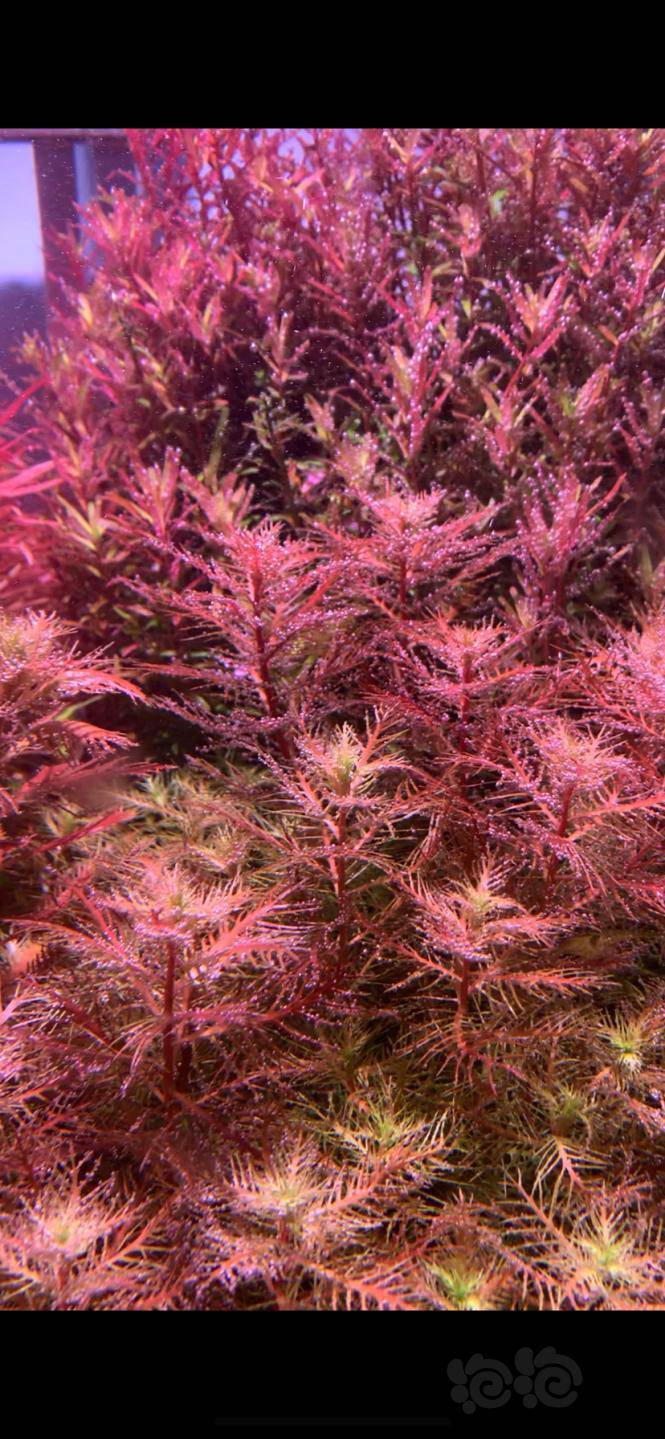 自养打头水草豹纹红蝴蝶血宫廷