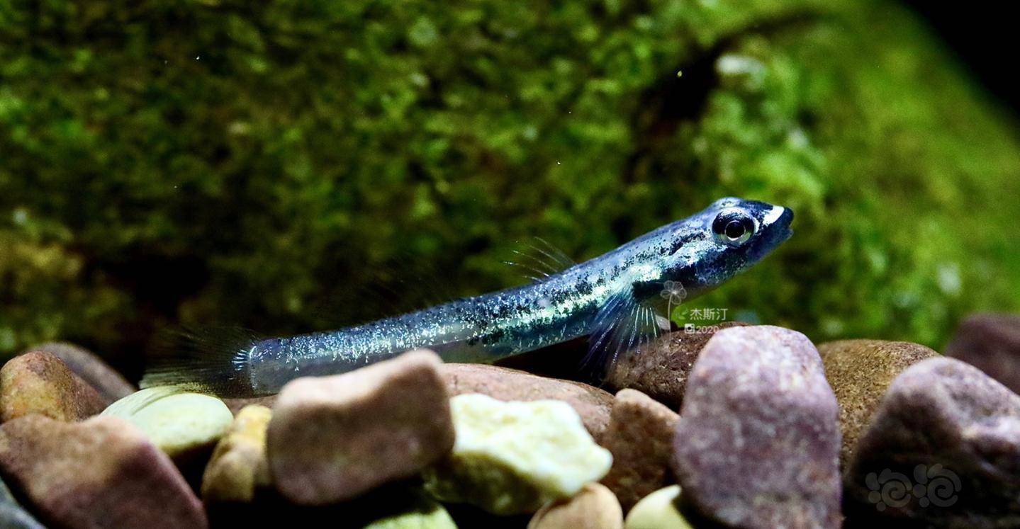 电光红腰枝牙虾虎-图2