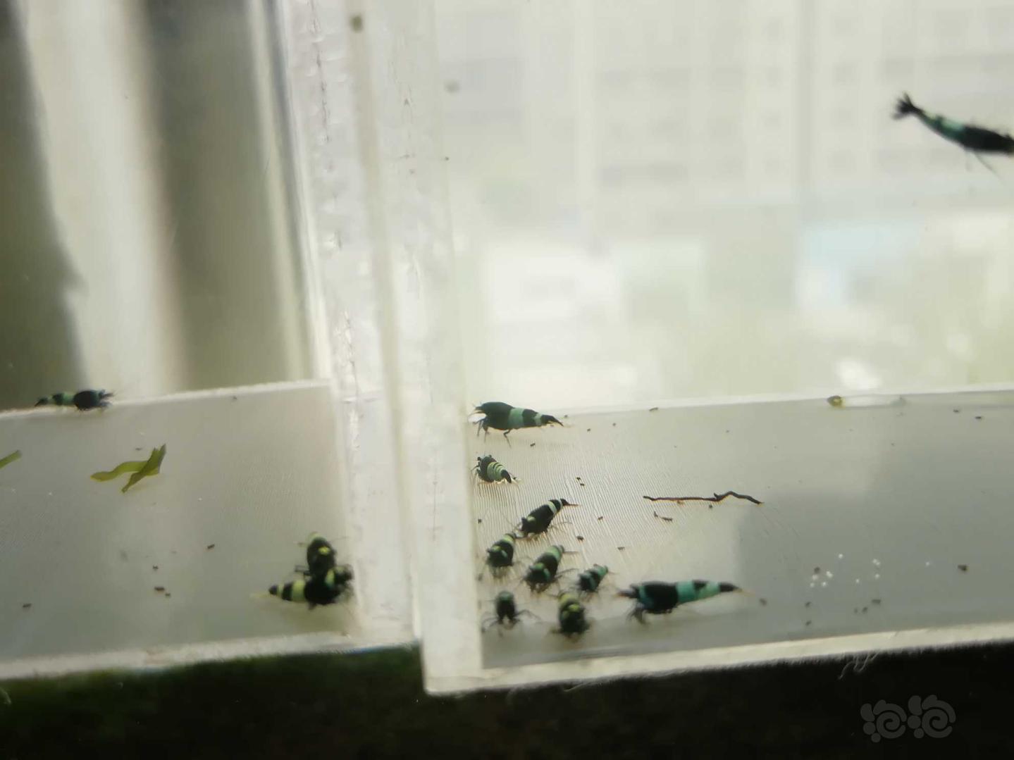 【虾】2020-07-12#RMB拍卖#蓝化金刚水晶虾一份20只-图6