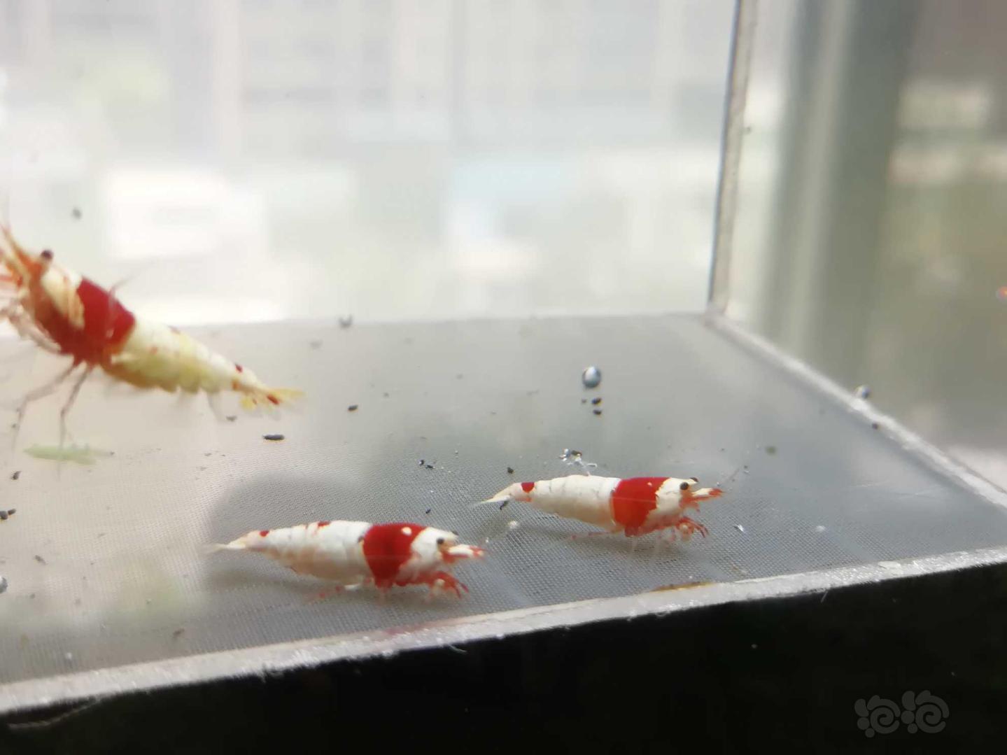 【虾】2020-07-11#RMB拍卖#红白纯血水晶虾一份5只-图6