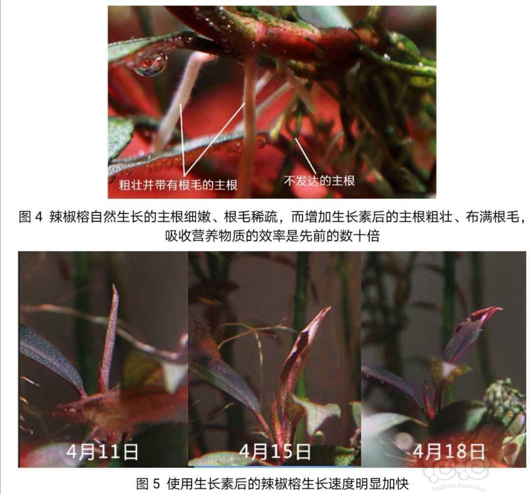 辣椒榕发色的三个关键因素（申精）-图4