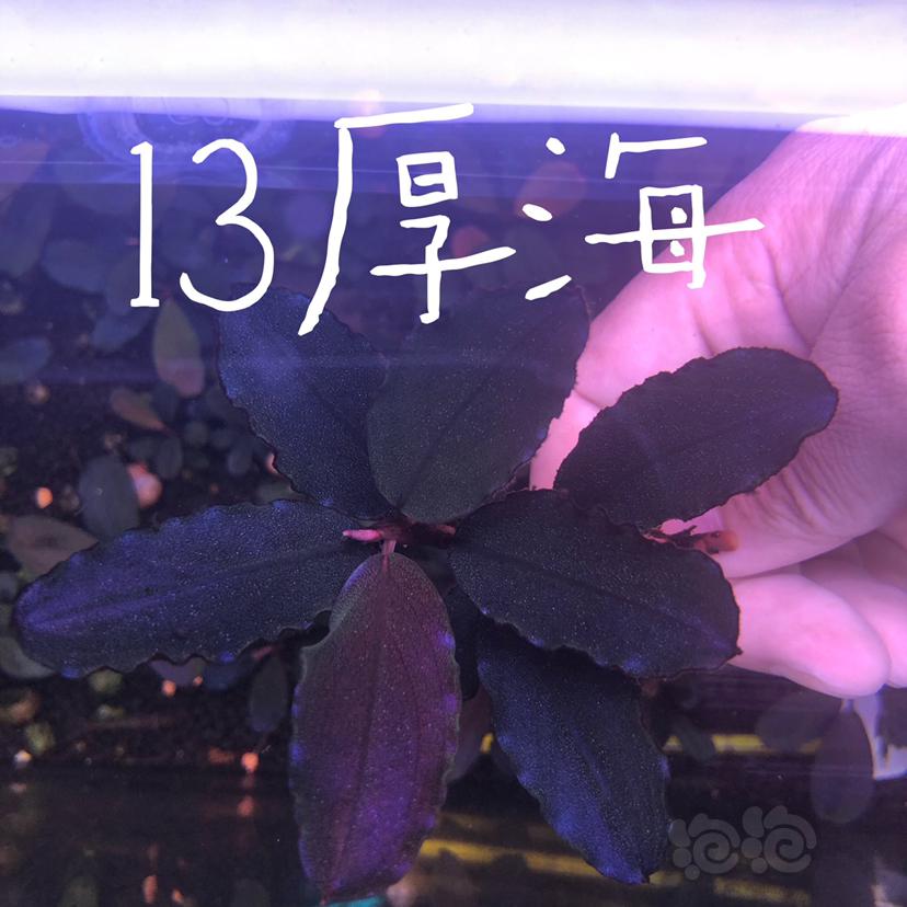 【辣椒榕】北京昌平区出售辣椒榕老货一组。-图7