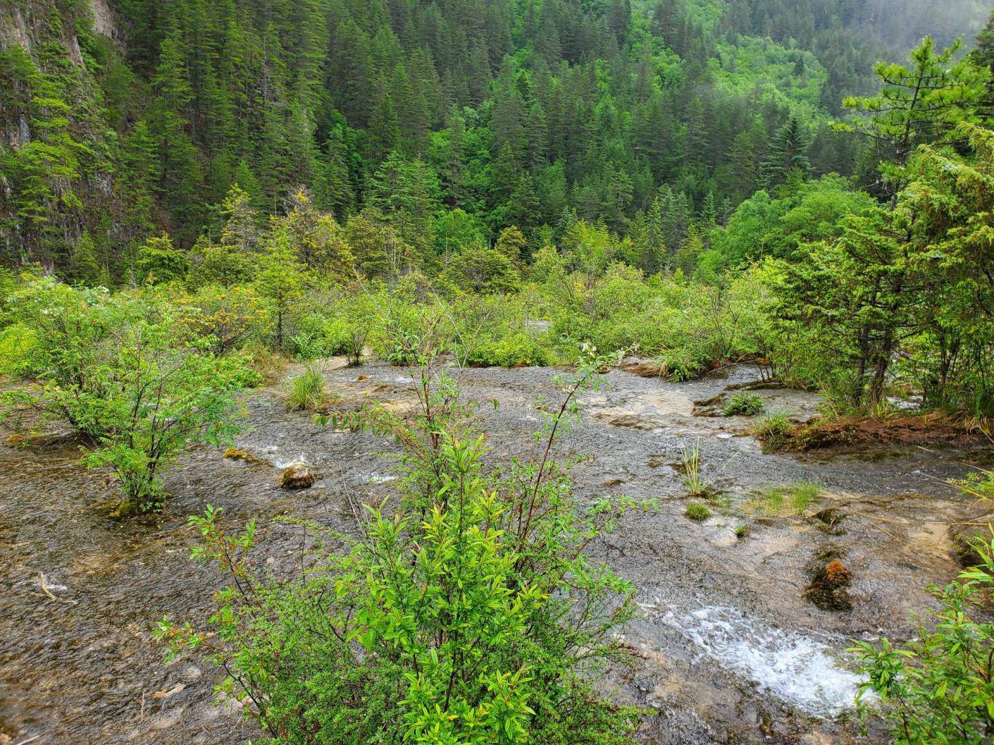 关于高山柳杯腺柳用于草缸造景可能性