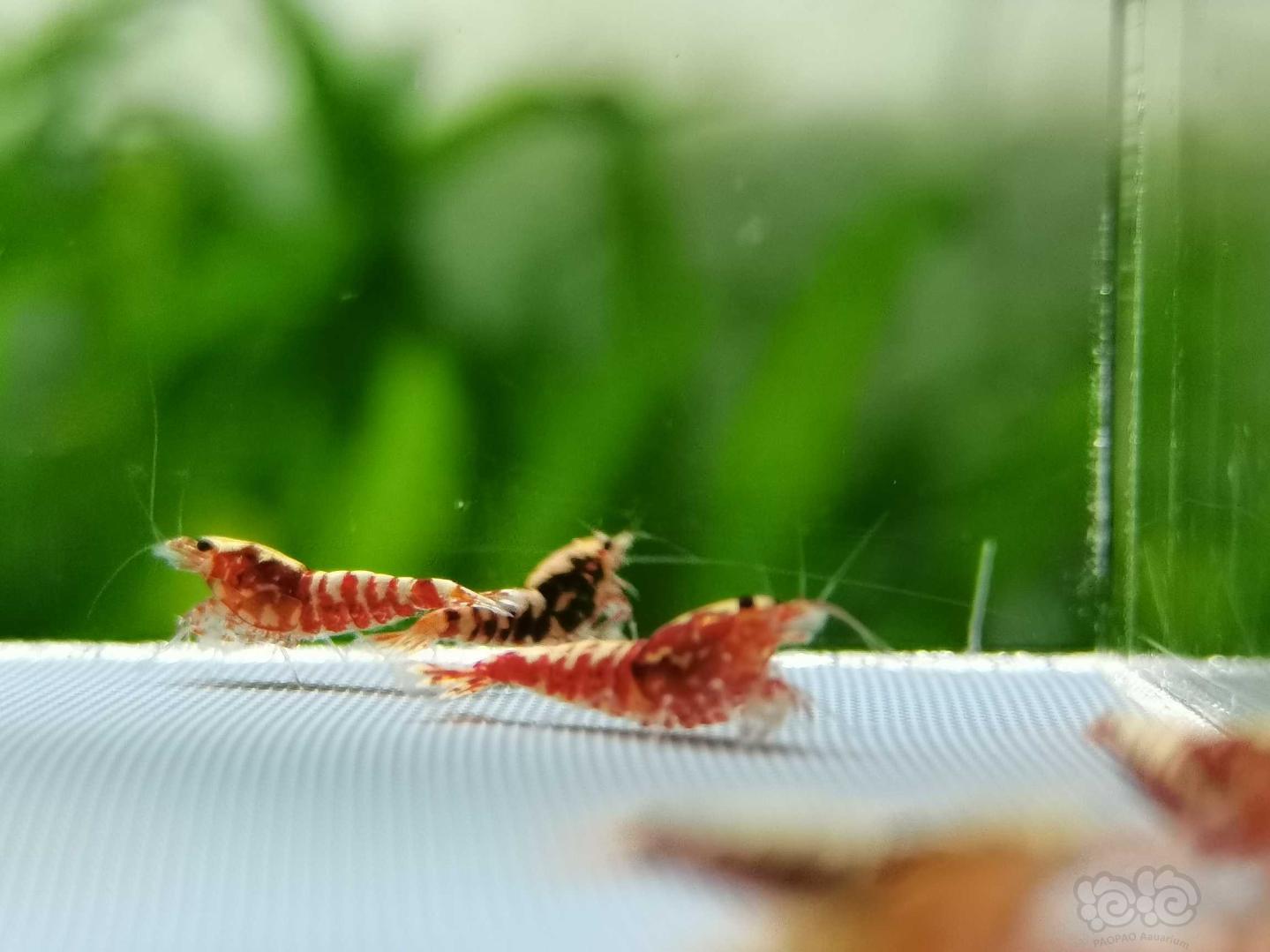 【虾】2020-7-31#RMB拍卖红银河星钻小虾一份10只-图7