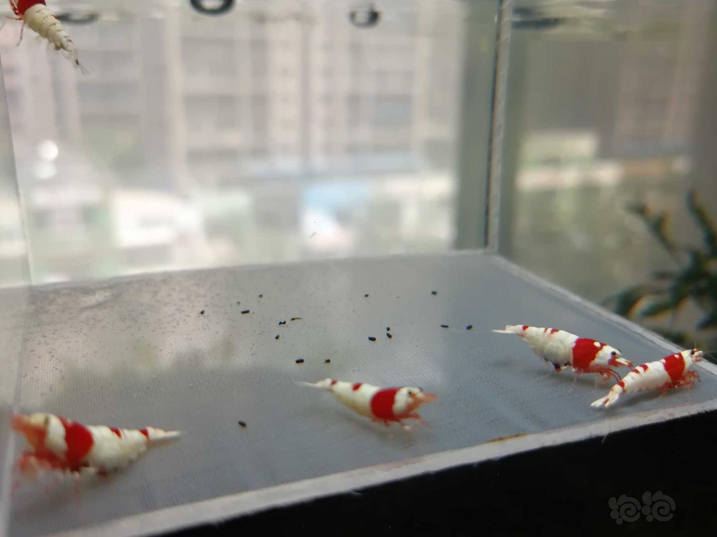 【虾】2020-07-01#RMB拍卖#红白纯血水晶虾一份5只-图2