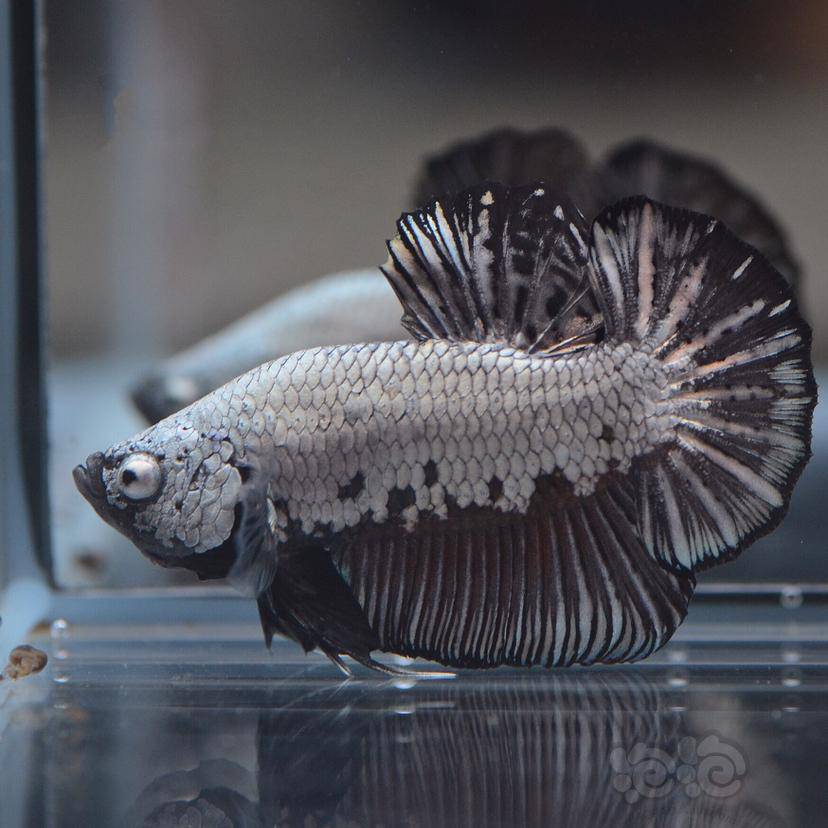 斗鱼魔眼表现黑龙将军