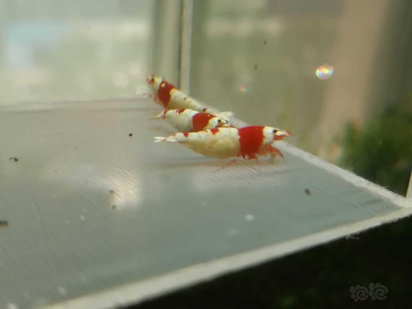 【虾】2020-07-11#RMB拍卖#红白纯血水晶虾一份5只-图4