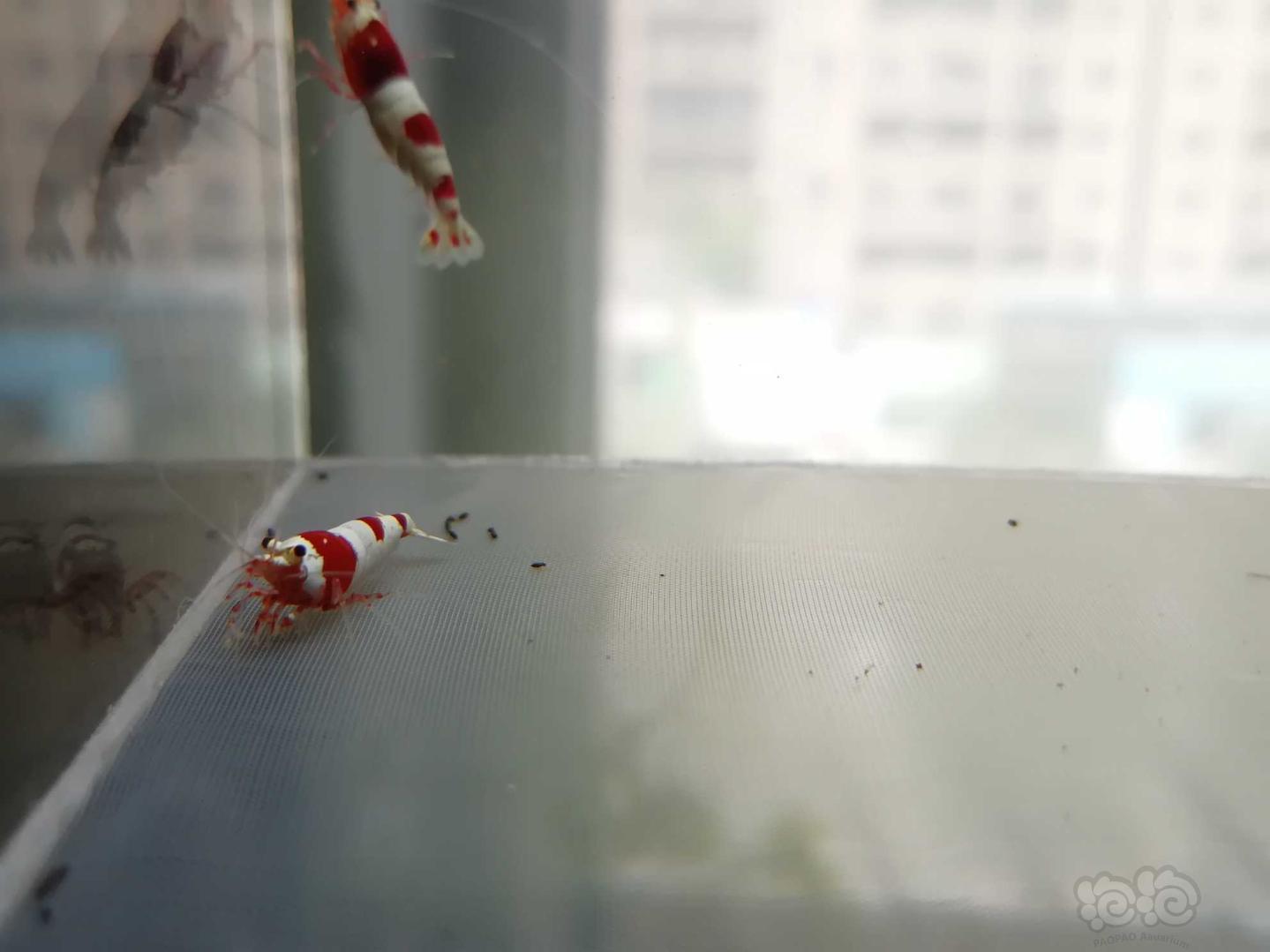 【虾】2020-07-14#RMB拍卖#红白纯血水晶虾一份4只-图8