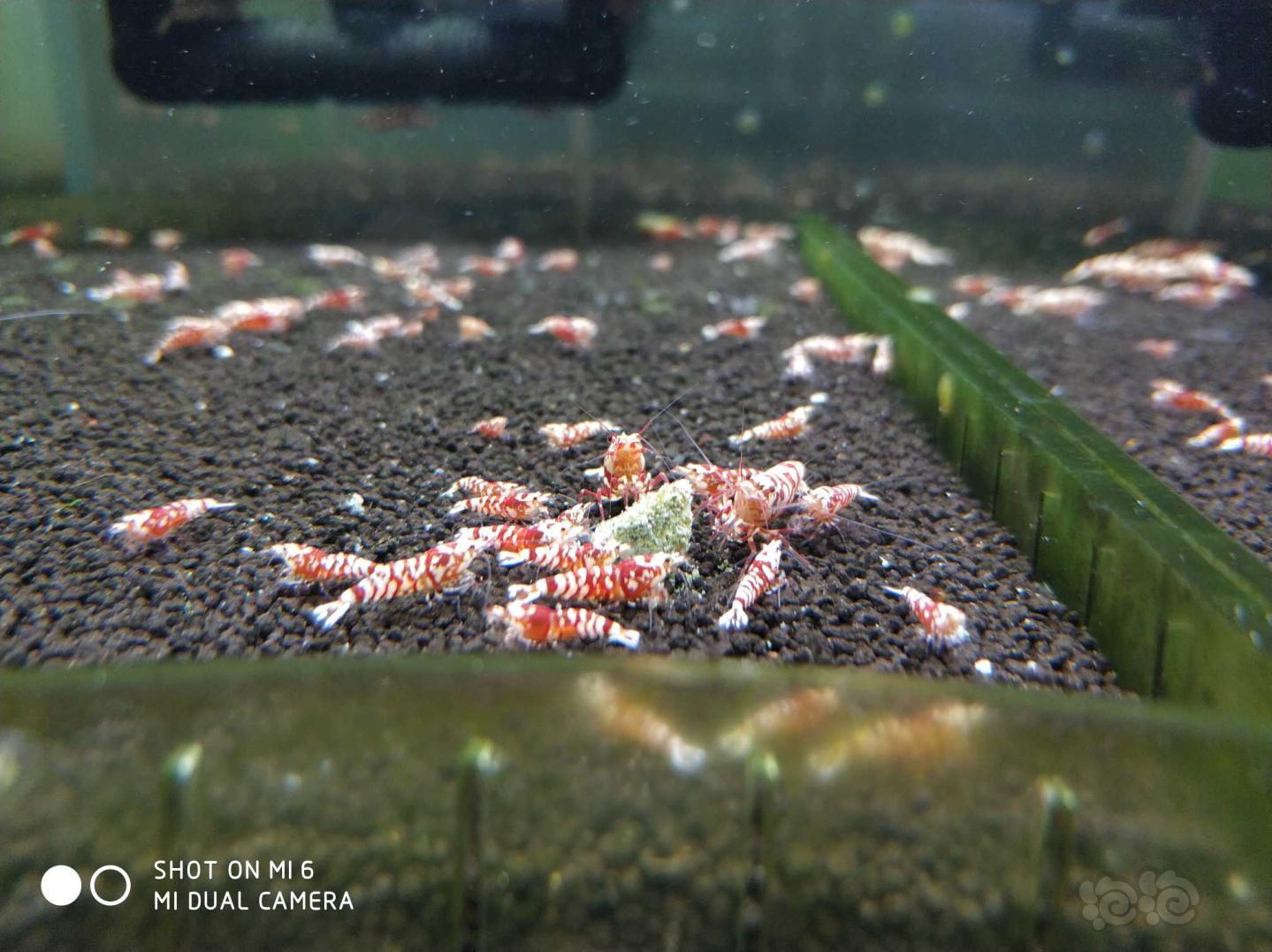 太极花虎水晶虾-图1