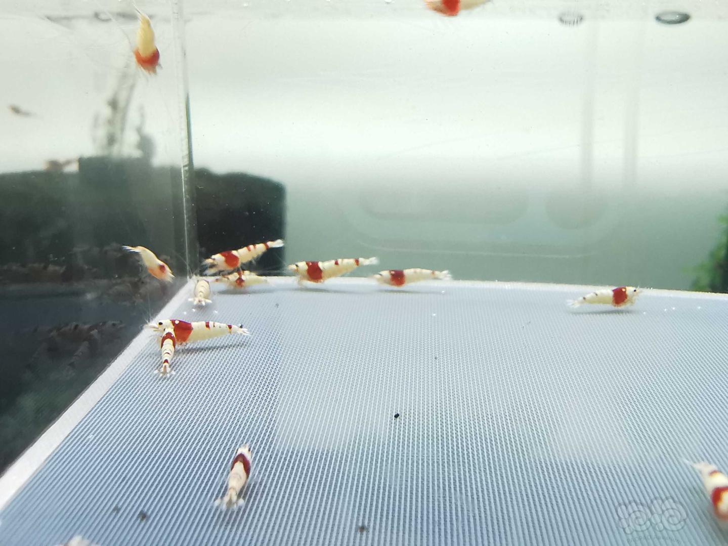 【虾】2020-07-13#RMB拍卖红白纯血丸禁30只-图1