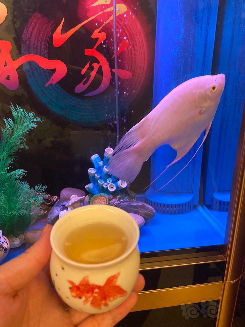 【龙鱼】无聊看看缸里的鱼喝喝茶也挺好-图5