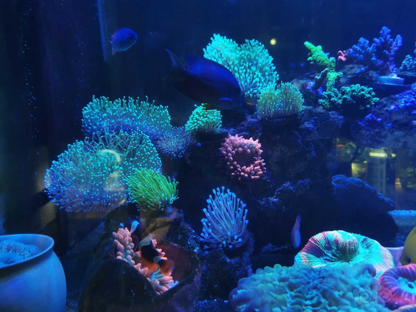 兩種光譜下的珊瑚-图6