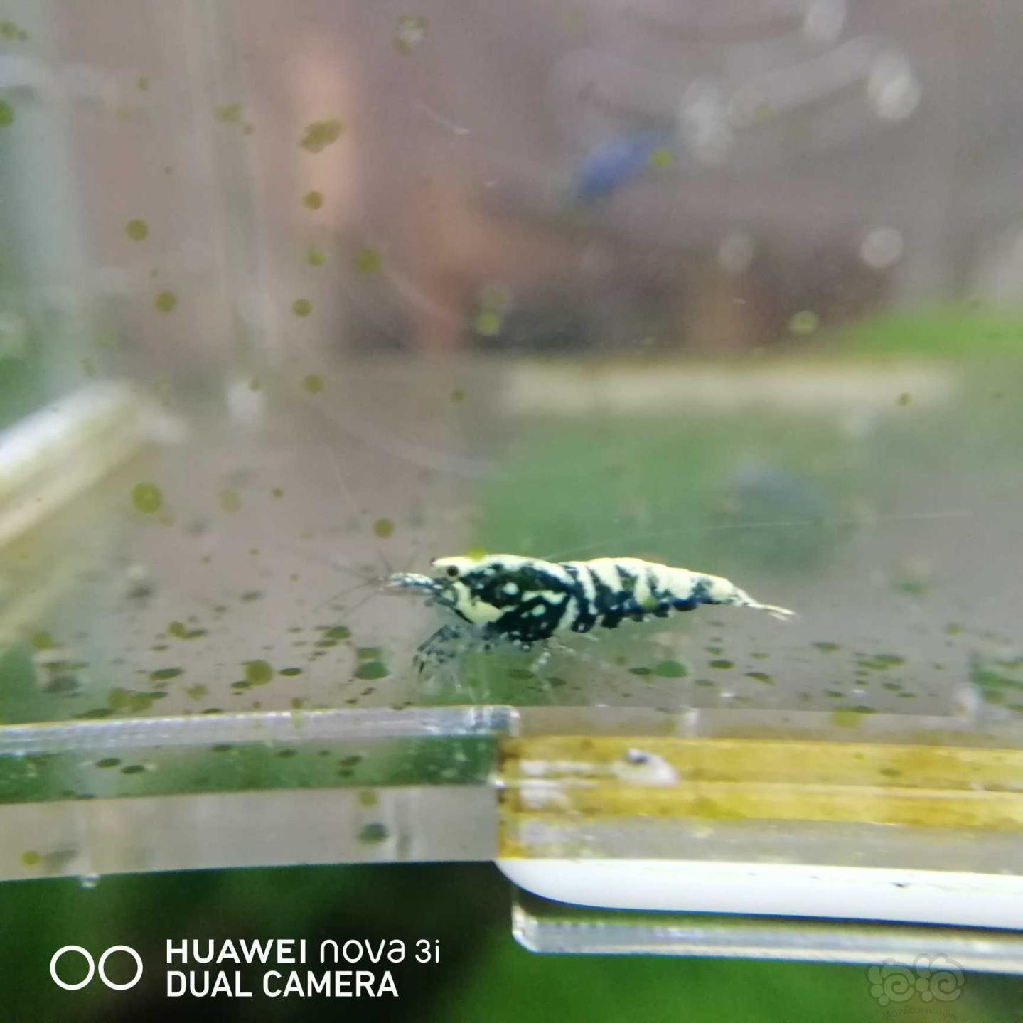 【虾】2020-07-14#RMB拍卖蟒背水晶虾7只-图1