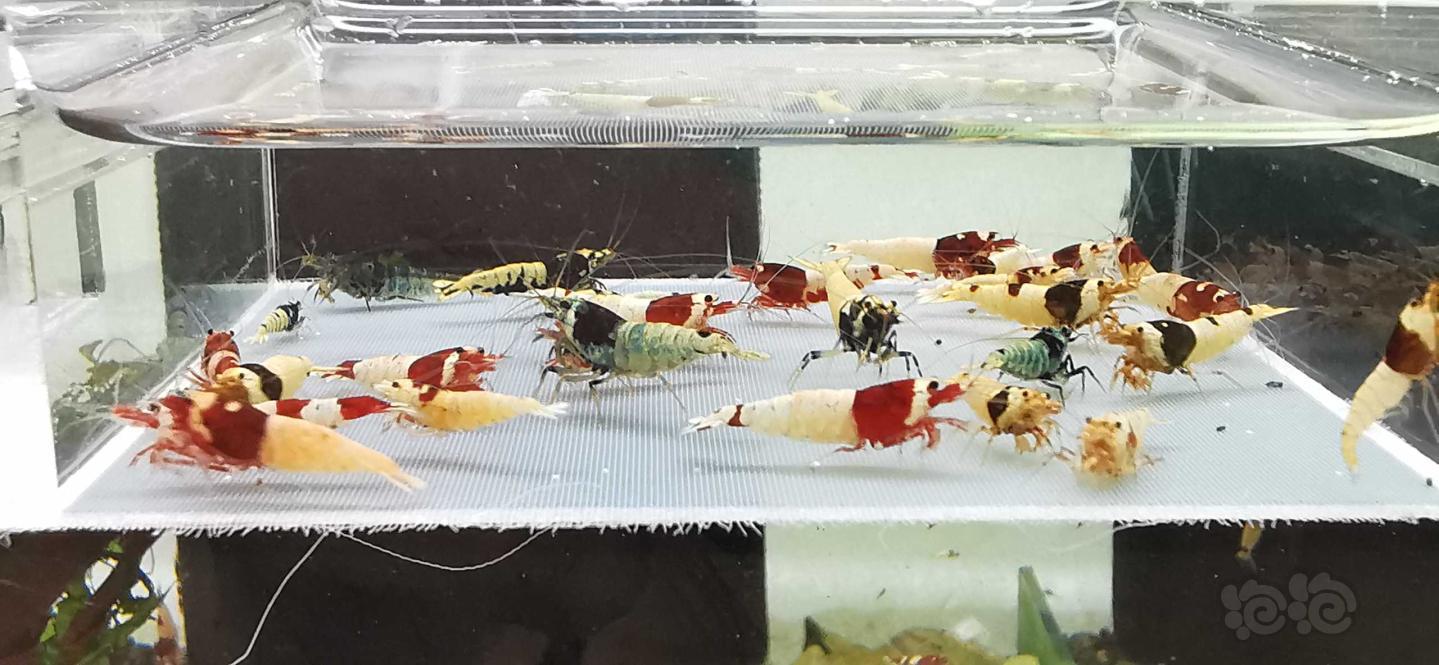 【虾】2020-07-18#RMB拍卖杂虾一份30只-图5