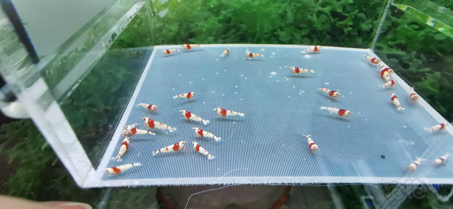 【虾】2020-07-03#RMB拍卖红白纯血禁止30只-图5