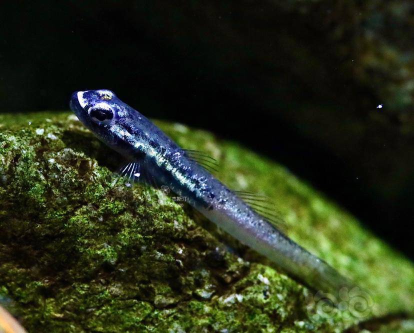 电光红腰枝牙虾虎