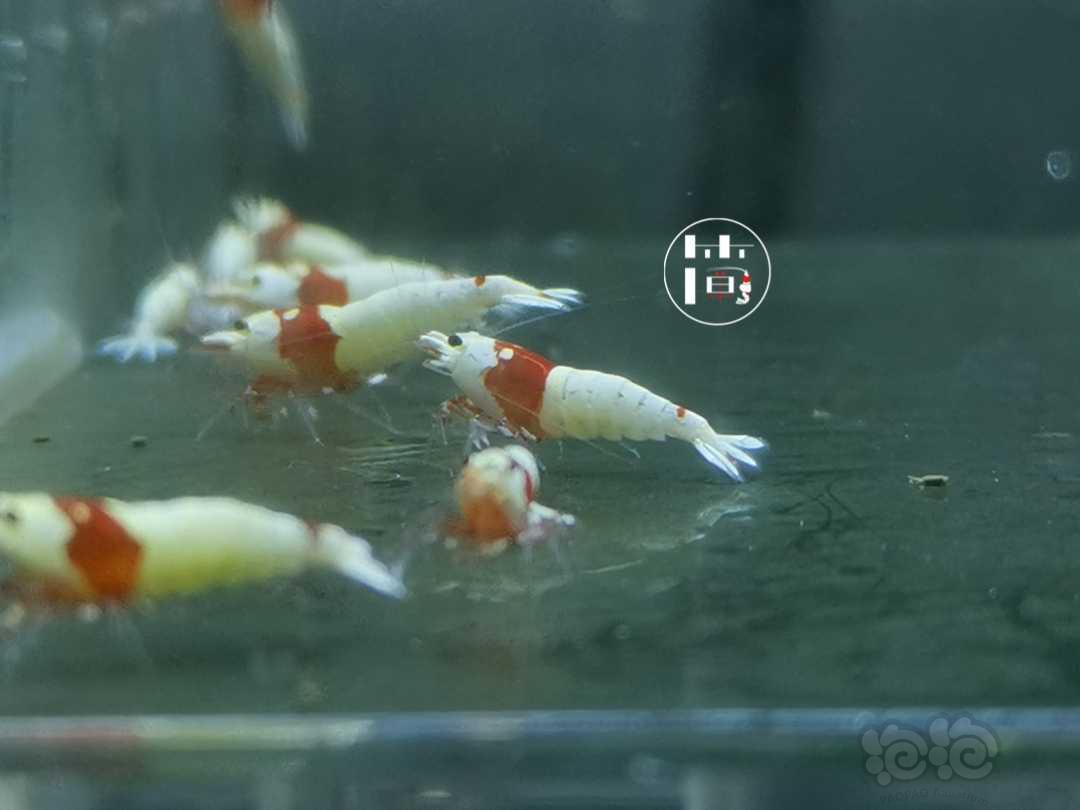 【虾】2020-07-05#RMB拍卖精选系统白躯红白水晶虾18只-图1