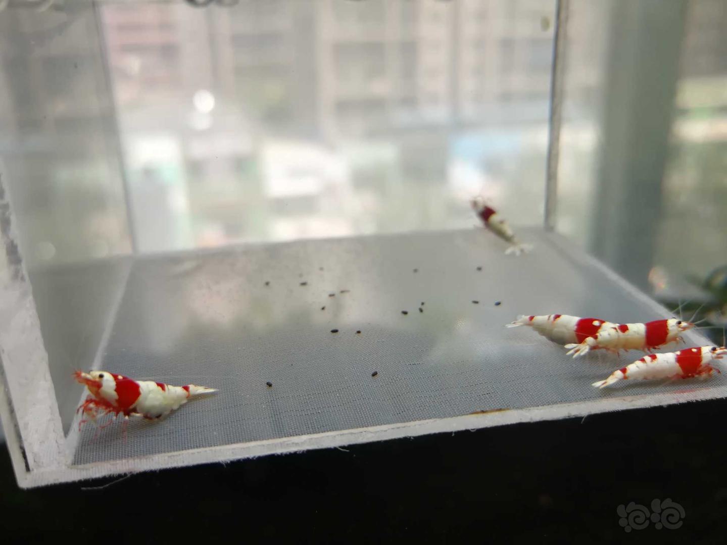 【虾】2020-07-01#RMB拍卖#红白纯血水晶虾一份5只-图1