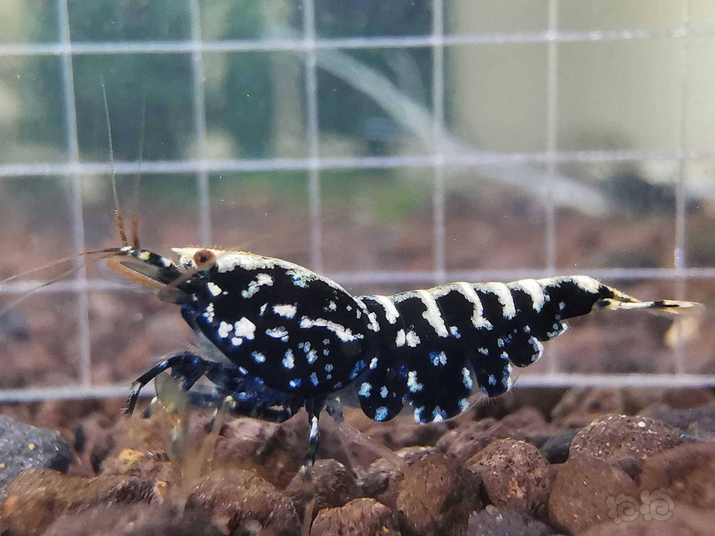 2020-07-16#rmb拍卖#黑银河星钻繁殖组一份5只