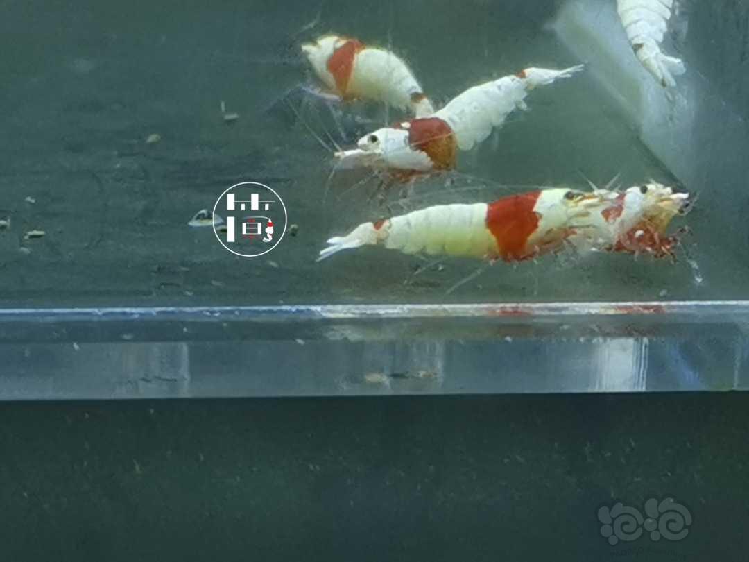 【虾】2020-07-05#RMB拍卖精选系统白躯红白水晶虾18只-图3