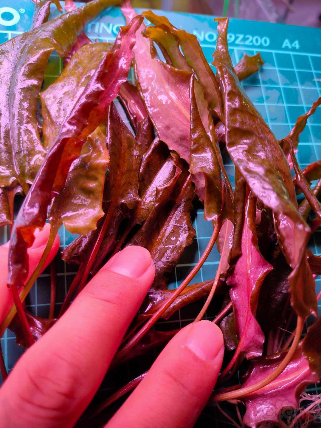 咖啡椒草母猪 - 泡泡水族