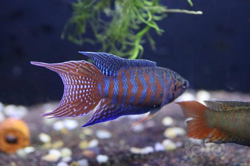 斗鱼好久没冒泡了晒晒自己的普叉