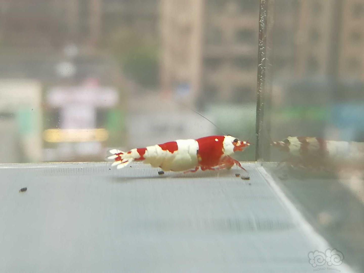 【虾】2020-07-21#RMB拍卖#红白纯血水晶虾一份2只-图2