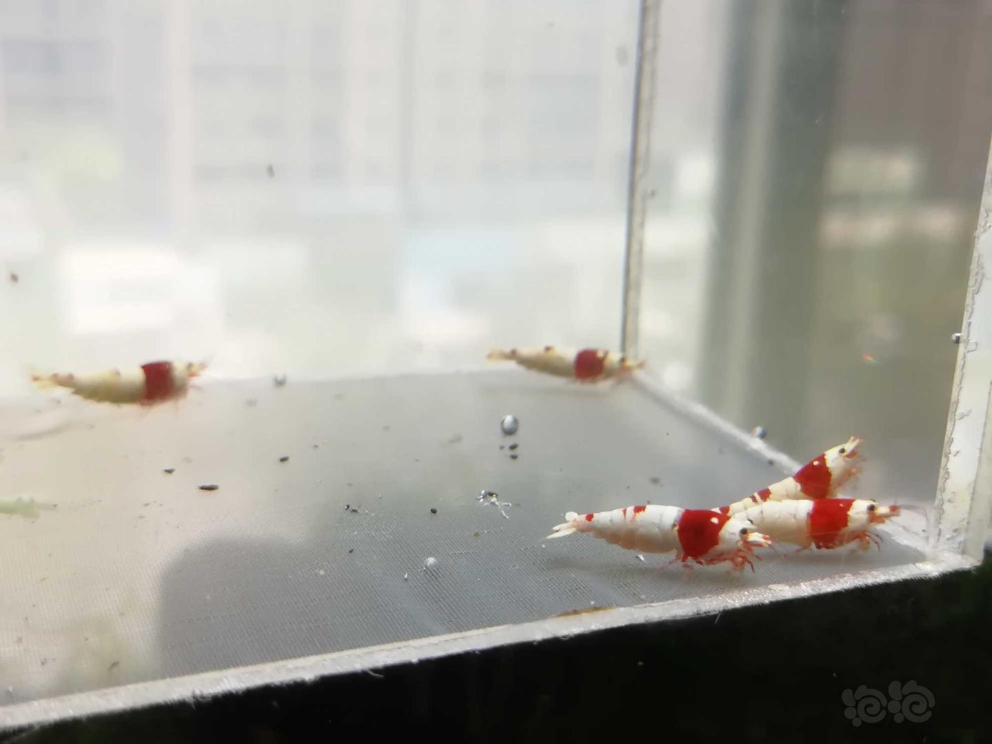 【虾】2020-07-11#RMB拍卖#红白纯血水晶虾一份5只-图4