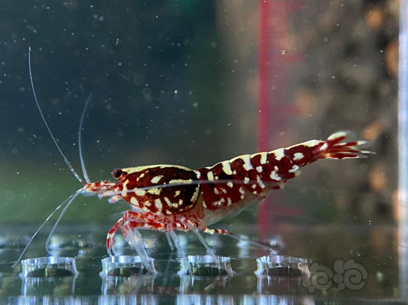【虾】2020-07-08#RMB拍卖#红银河水晶虾一份2只-图1