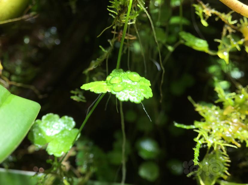 【雨林】小雨林缸里的植物-图2