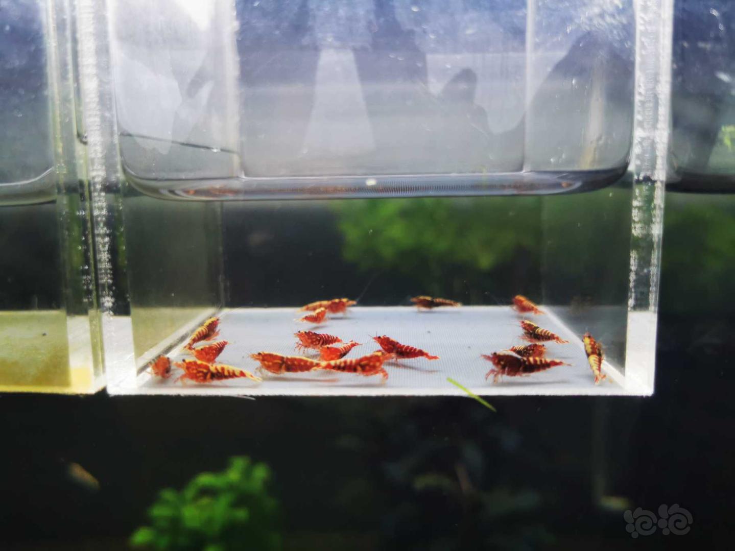 【虾】2020－07－05#RMB拍卖红银河星钻小虾15只-图6