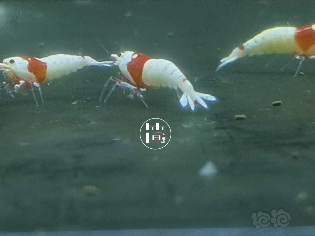 【虾】2020-07-05#RMB拍卖精选系统白躯红白水晶虾18只-图2