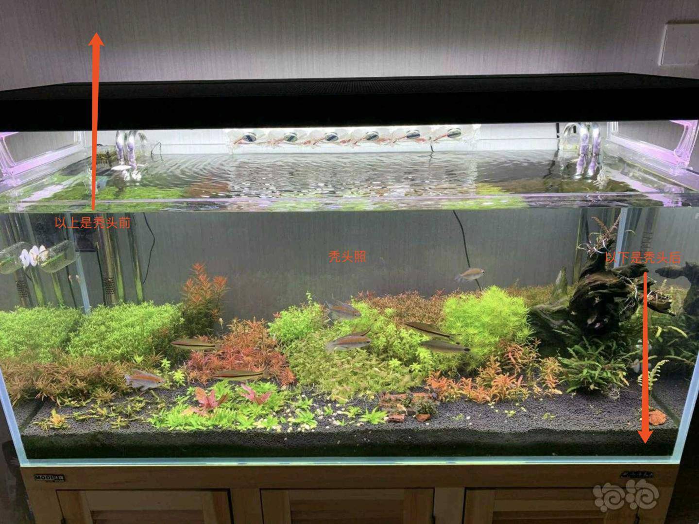 娜拉eca红草型液肥 大型测试现场 长文 泡泡水族