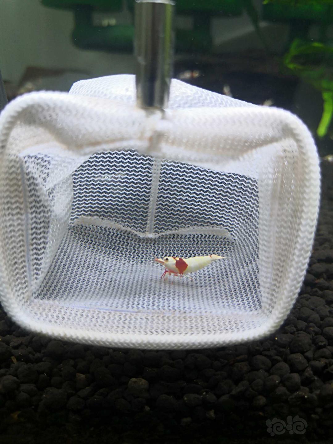 【虾】2020-07-13#RMB拍卖#红白水晶虾一份5只繁殖组-图6