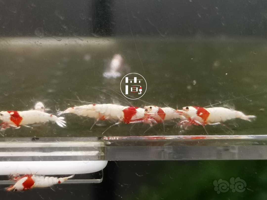 【虾】2020-07-18#RMB拍卖精选系统白躯红白水晶虾20只-图2