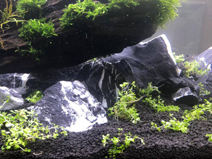 爬地矮珍珠水草 配沉木青龙石-图3
