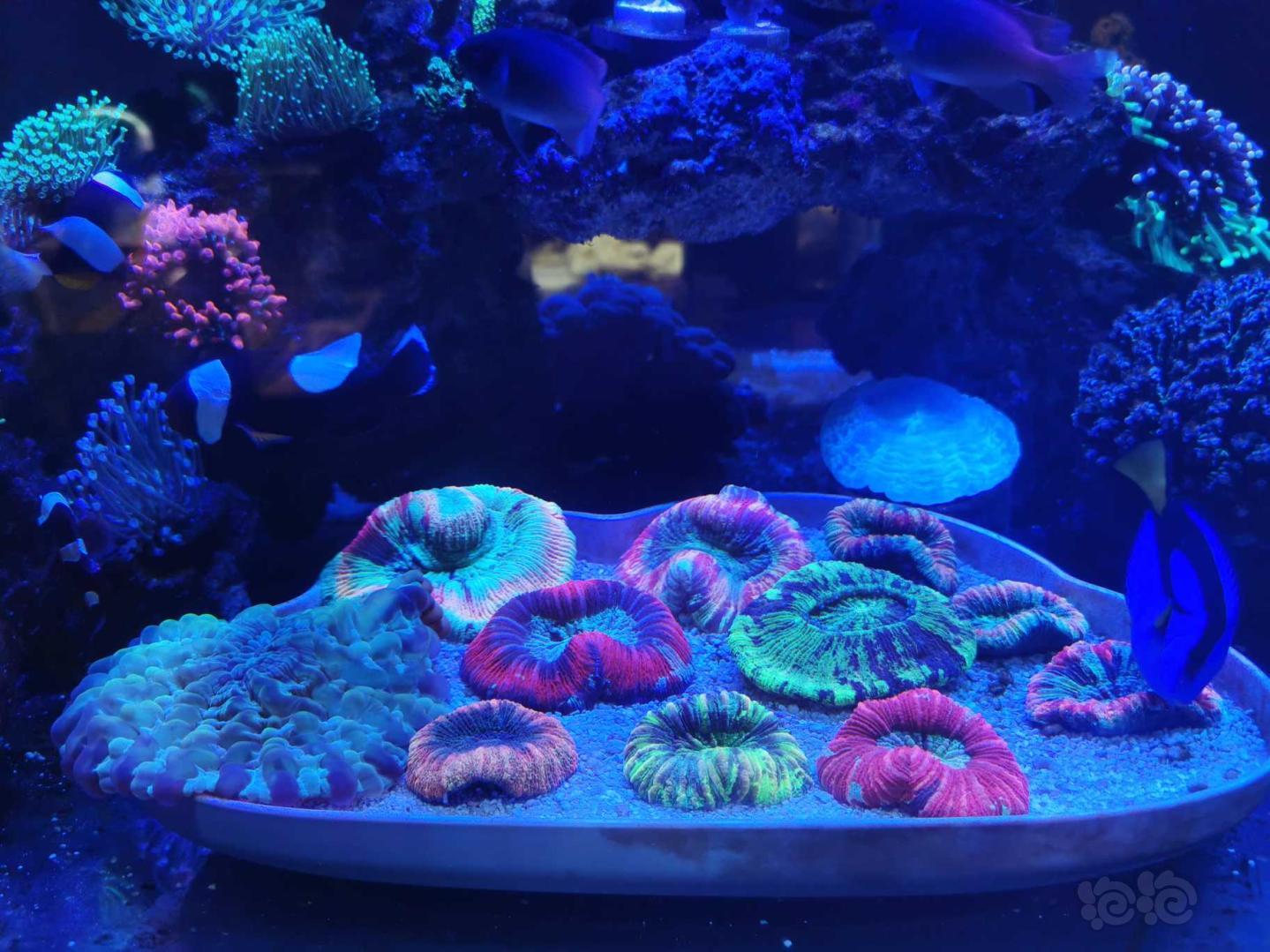 兩種光譜下的珊瑚-图3