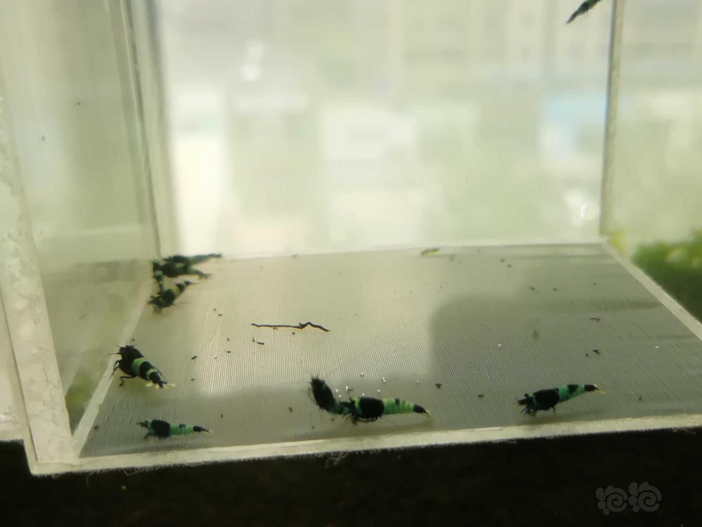 【虾】2020-07-12#RMB拍卖#蓝化金刚水晶虾一份20只-图5