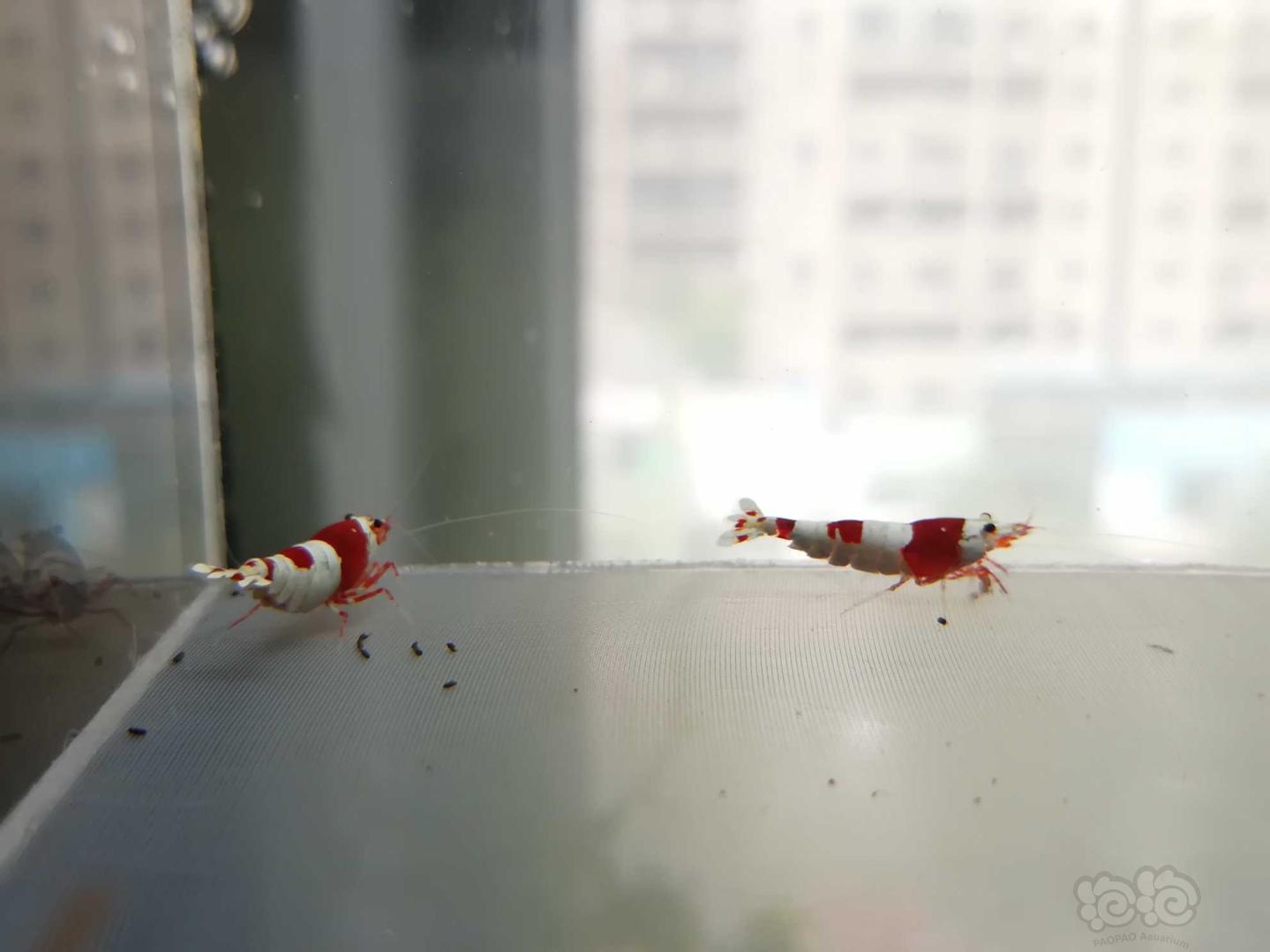 【虾】2020-07-14#RMB拍卖#红白纯血水晶虾一份4只-图6