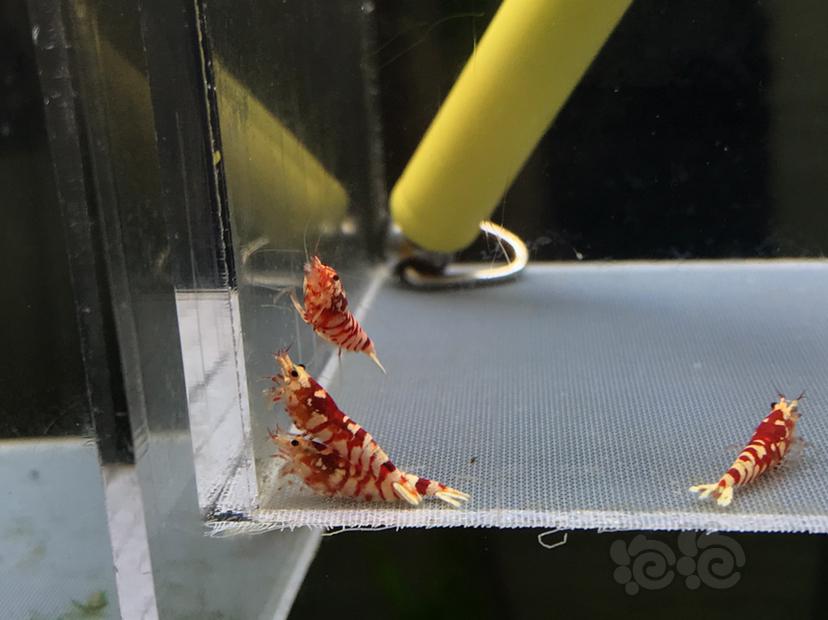 【虾】2020-07-07#RMB拍卖太极红花虎1公4母-图2